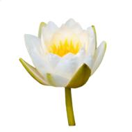 water lily rose flower water rose