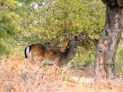 Rhodes Nature Living
