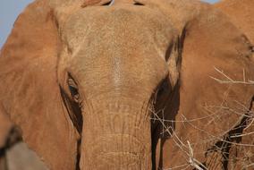 Nature Animal World