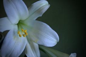 white lily plant