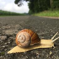 Snail Slowly Shellfish