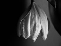 Tulip Wilting White Black And