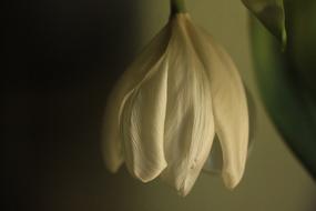Tulip Wilted Dying