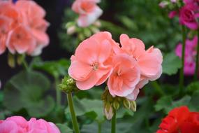 Flower Geranium Color Salmon Plant