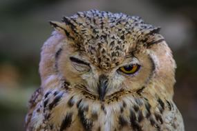 sleeping cute owl