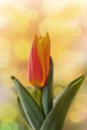 Nature Flower Plant