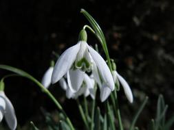 the snowdrop plant is beautiful