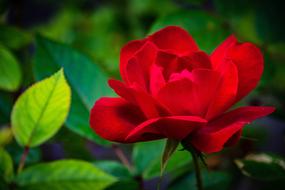 Rose Red Flower