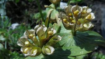 Winterling Seeds Faded