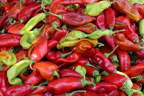 Dried pepper harvest