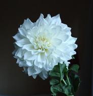 dahia is a white plant