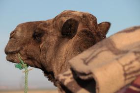 Morocco Wilderness Africa