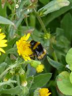 Bumblebee Drone Libar