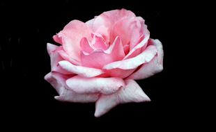 rose pink in the night strong