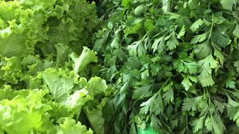 Healthy fresh parsley