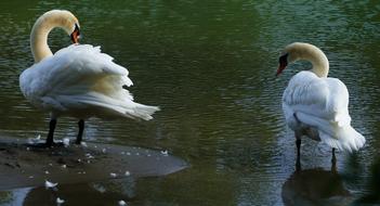 Nature Animals Swan