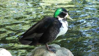Duck Plumage Mallard