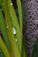 Drop Nature Green