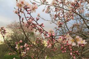 Almond Tree Flower