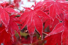 Maple Leaf Frost