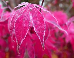 leaves of pink plants