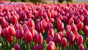 Tulips Red Macro Vivid