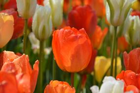 Tulips Red Macro Vivid