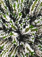 Plant Nature Outdoors