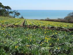 Coast Osterglocken Nature