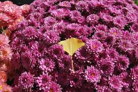 Flowers Nature Plants