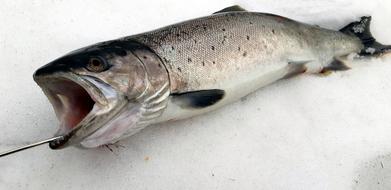 Fish Trout Seafood