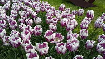 Flower Tulip Plant