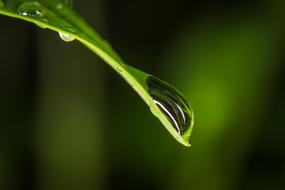 Drop Of Water Leaf Green