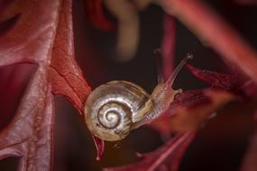 Snail Macro Casing