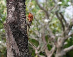 Tree Wood Wildlife