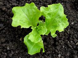 Earth Salad Plant