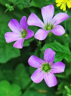 Shamrock Hong Kong Clover Wild