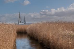 Landscape Nature Reed