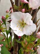 Flower Cherry Tree Blossom