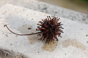 Nature Liquidambar Styraciflua