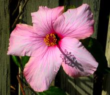 Flower Flora Nature