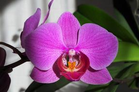 Flower Pink