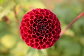 Nature Dahlia Summer