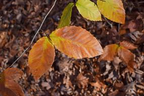 Beech Leaves Tree