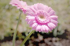 Marguerite Pink Daisies