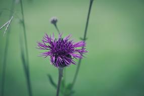Flower Marsh Knapweed