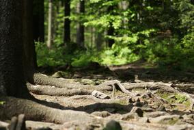 Nature Tree view blur