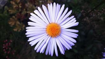 Flower Bright Circle