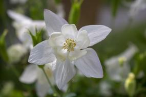 Narcissus Blossom Bloom