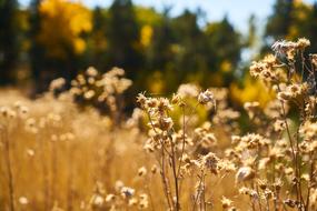 Plant Dry Leaves